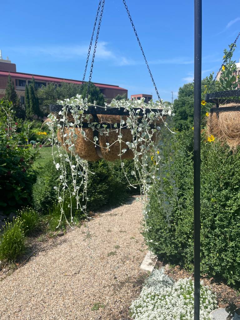 Plant name: Silver Ponysfoot Dichondra argentea 